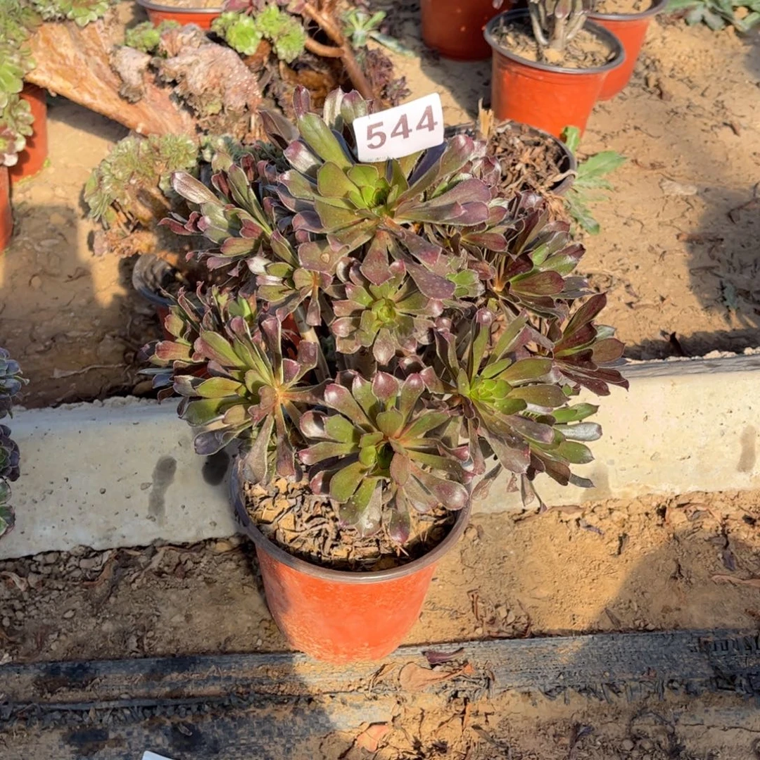 心***静灰发师544不包断枝