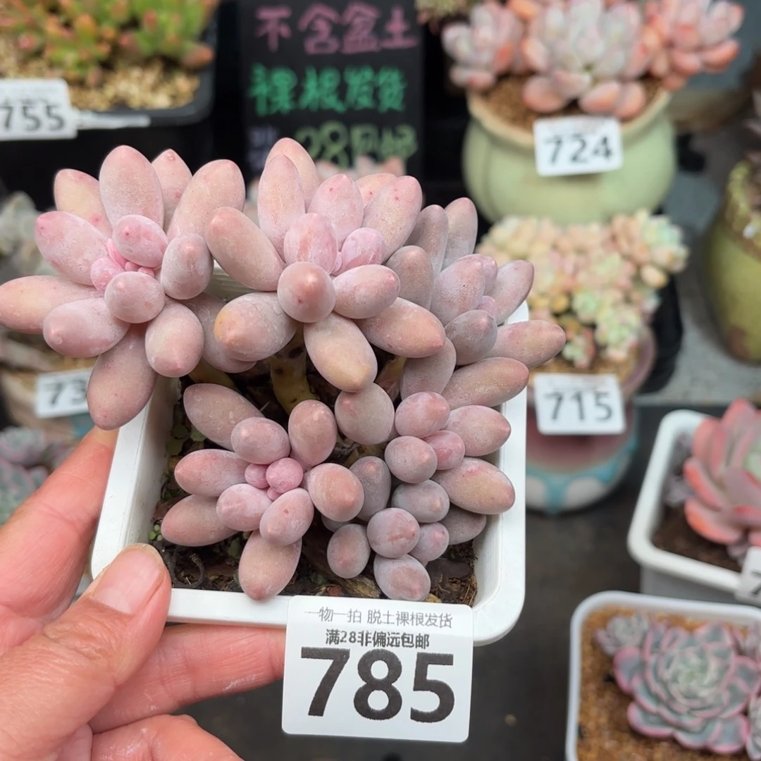 汤圆多肉无盆土发货