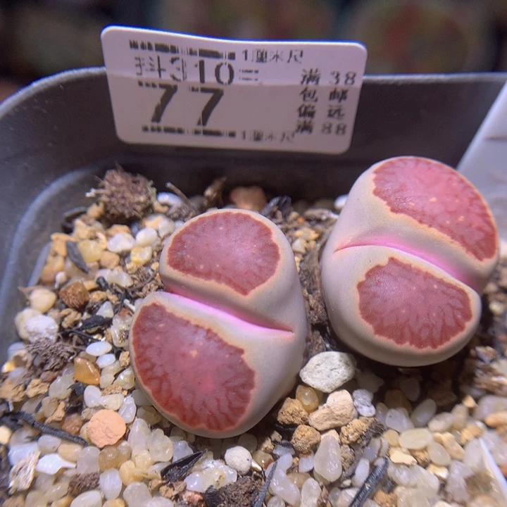 精品生石花多肉310.77