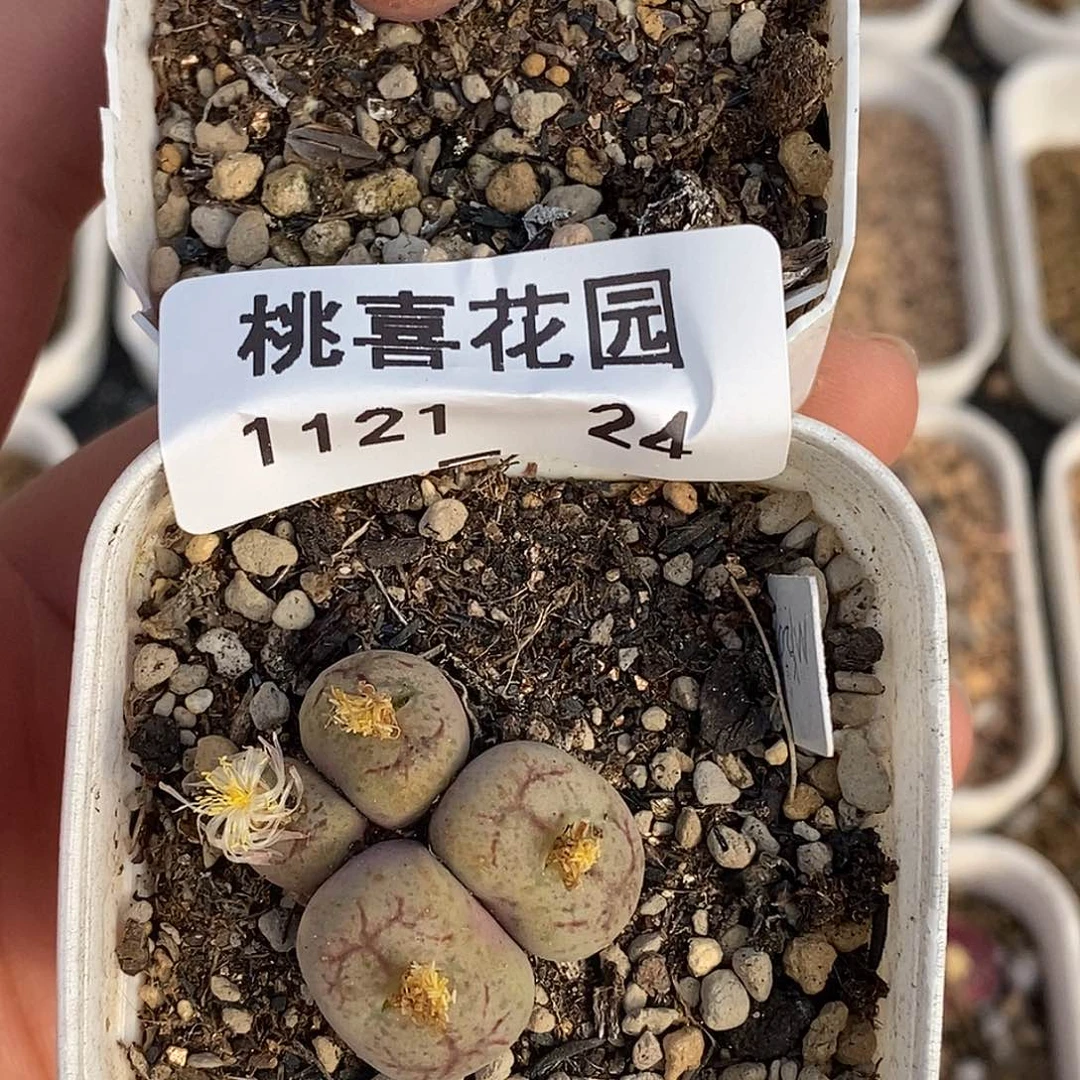 21-24-杂交福利。