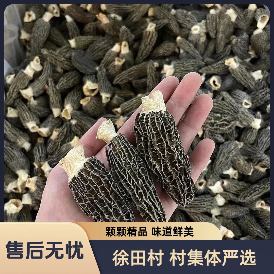 徐田村头茬六妹羊肚菌-大个头4-6cm精品菇