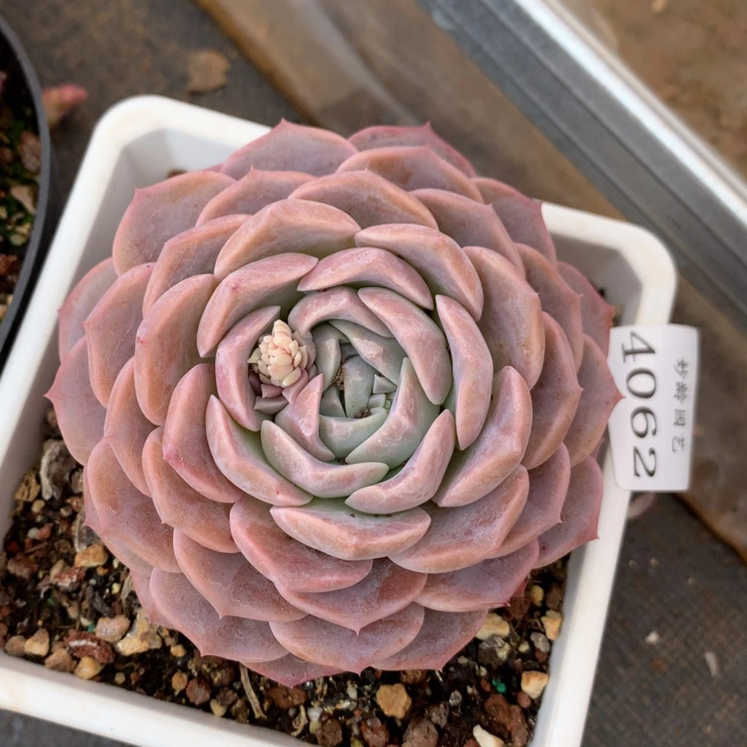 4062新年快乐发发发