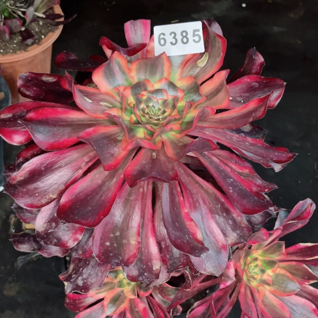 Y****S红魔女多肉发货发货