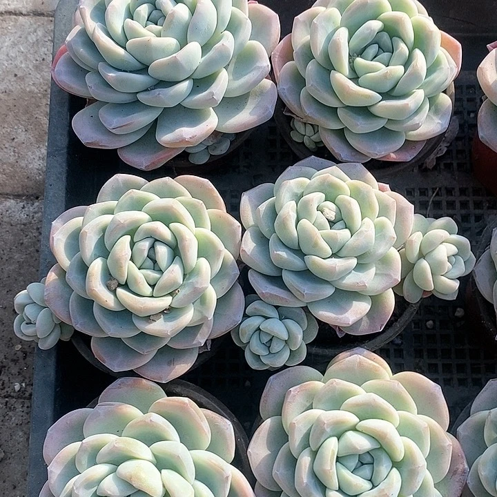 16-13号一物一拍冰玉