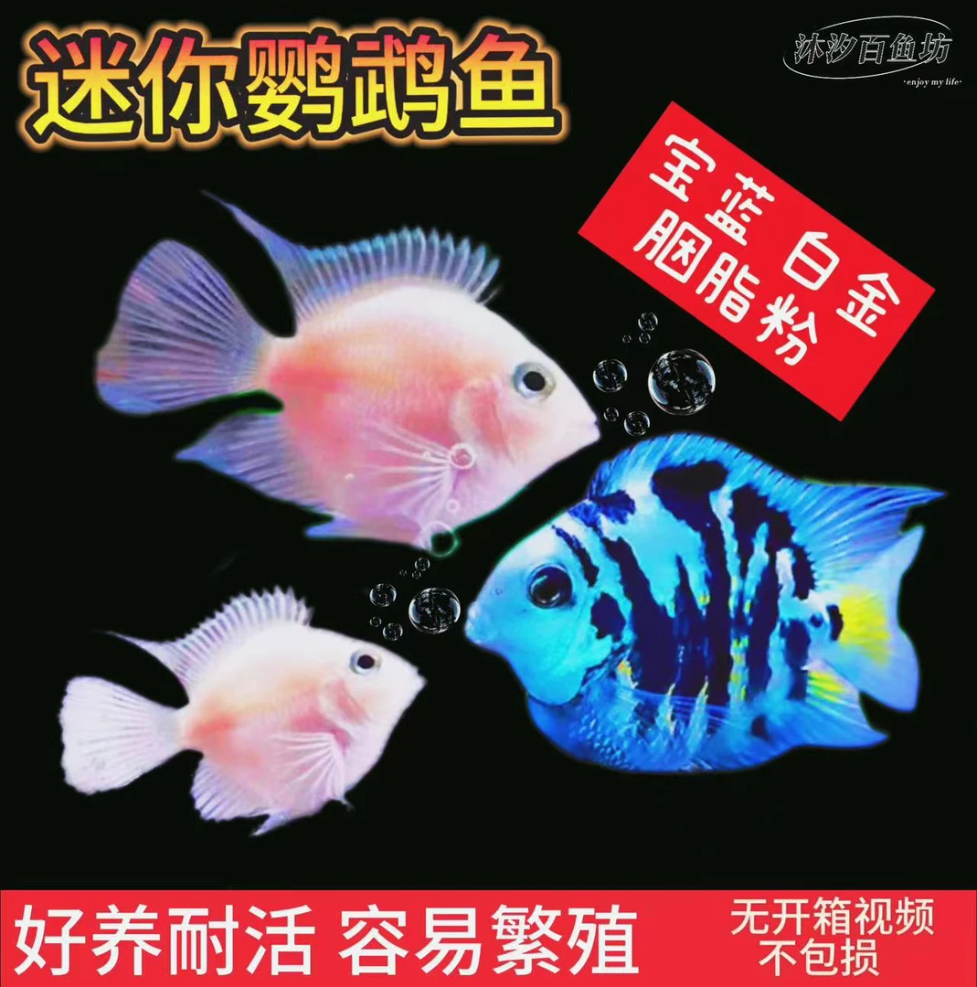 迷你鹦鹉鱼(签收两小时以内录制开箱视频无开箱视频迷你鹦鹉鱼