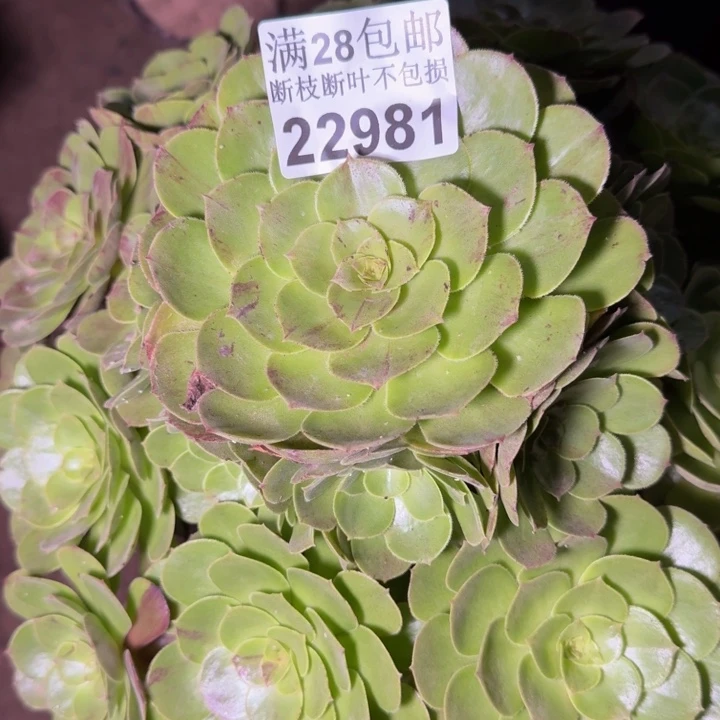 22981花月夜多肉植物
