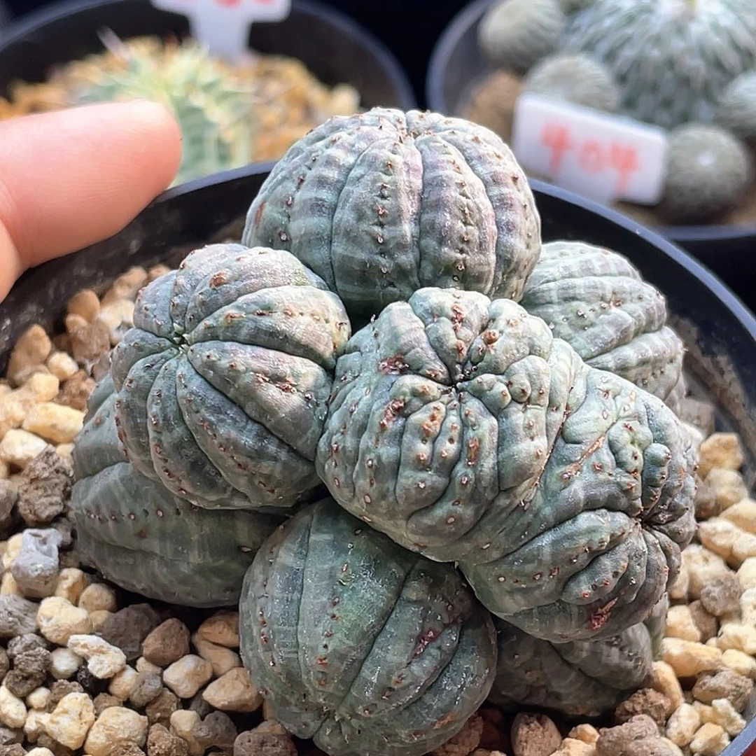 9头欧系布纹球仙人球