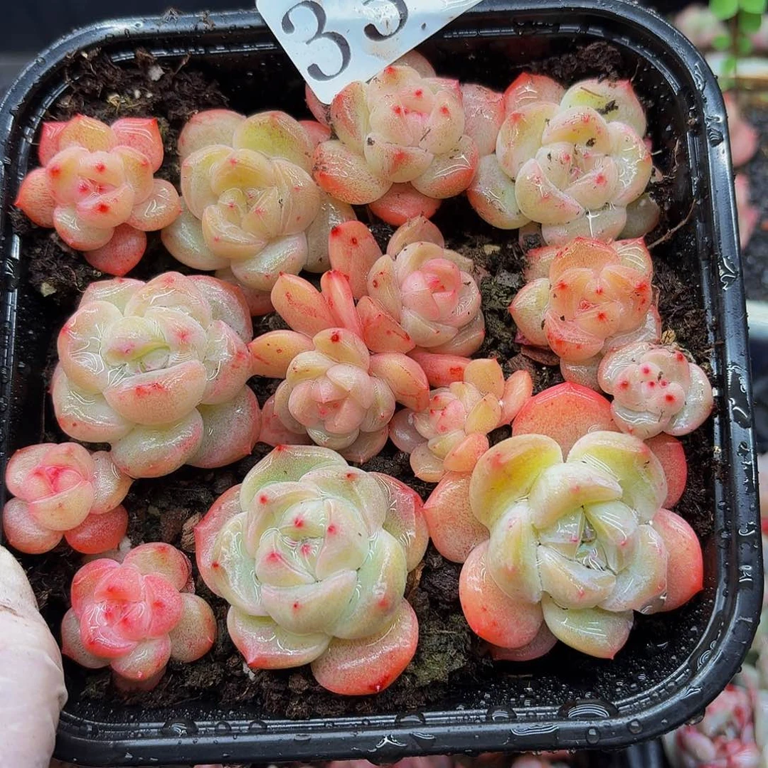 多肉植物多肉植物337