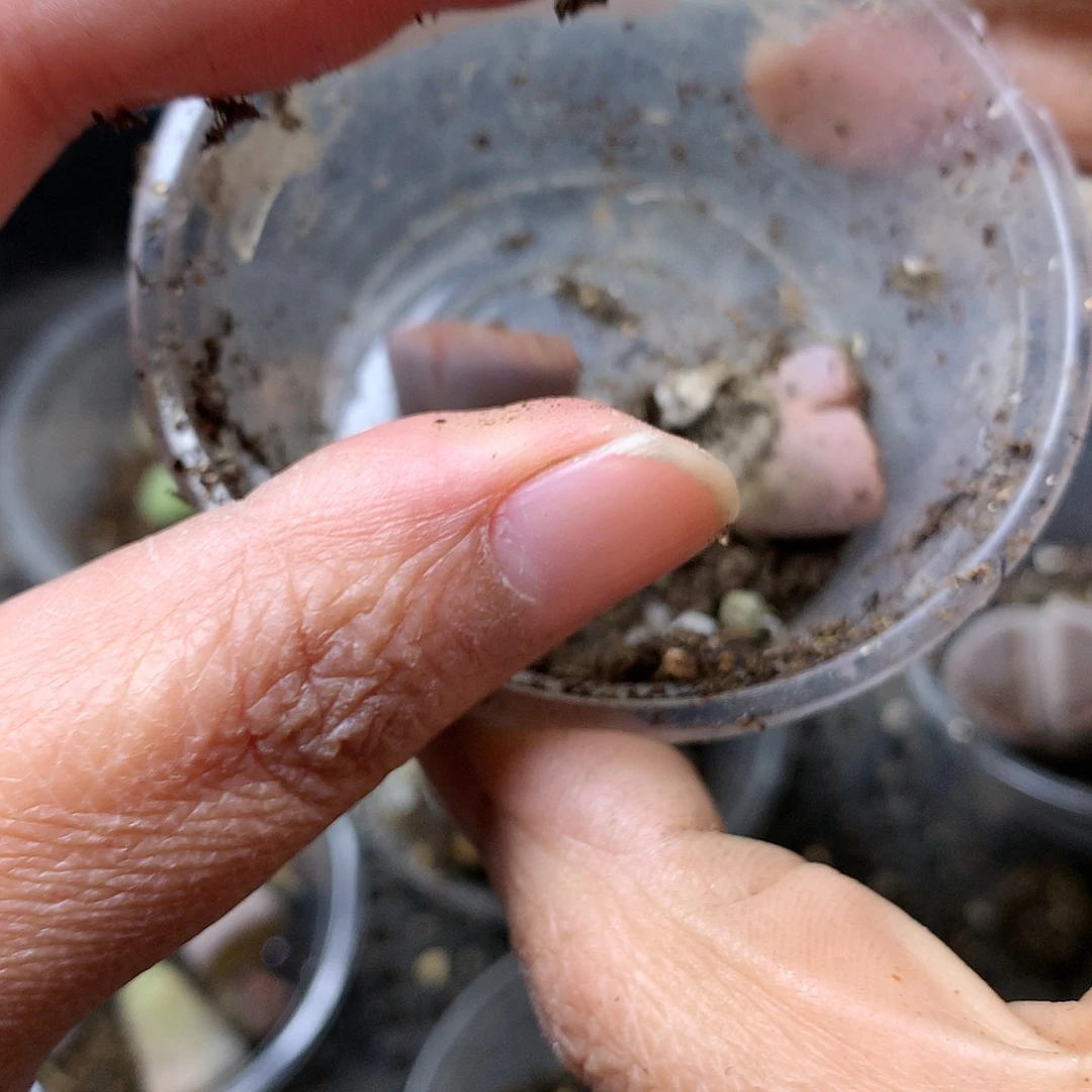 雪*D129多肉植物保护