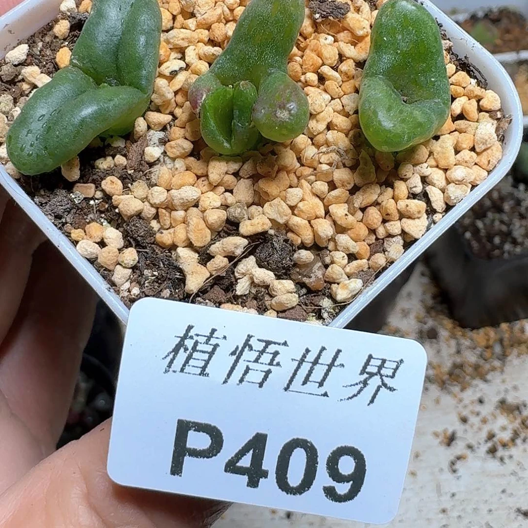 409盒多肉植物哇cv b