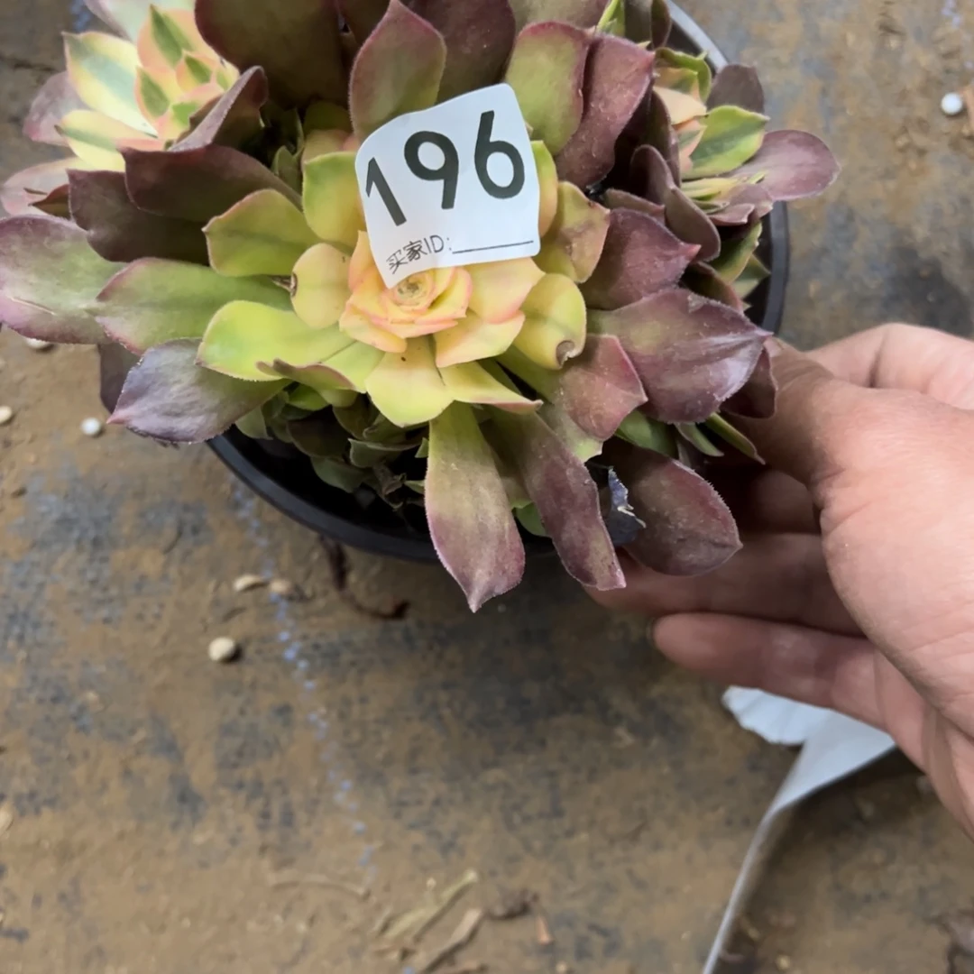 196号香妃多肉植物