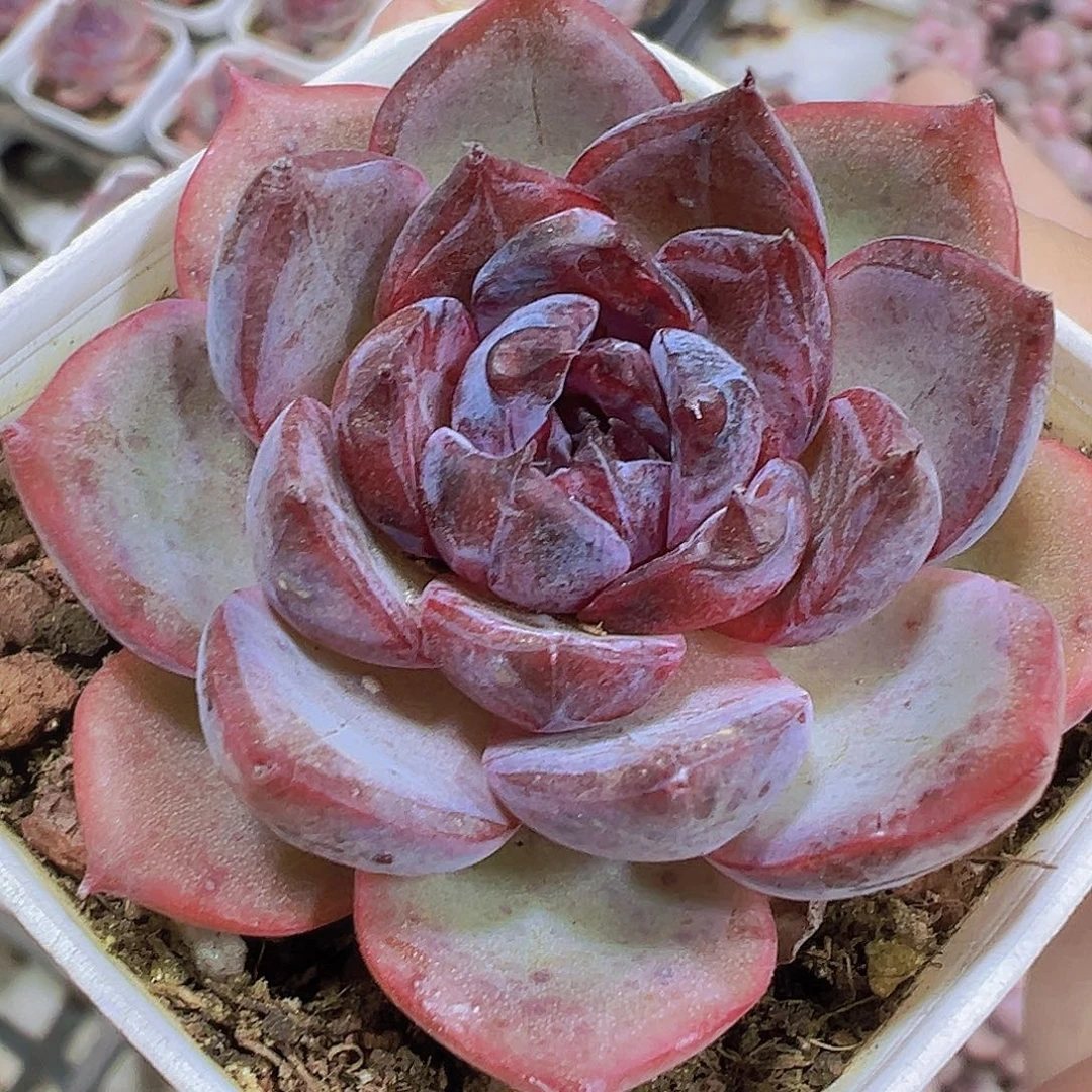 黑橙19包邮多肉植物
