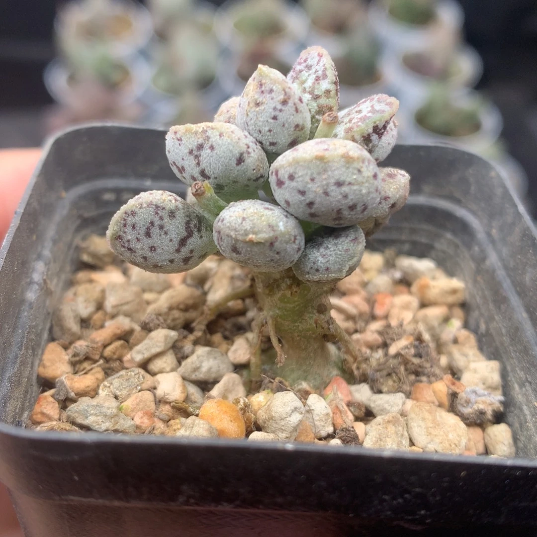 白马蛋蛋 小桩子如图