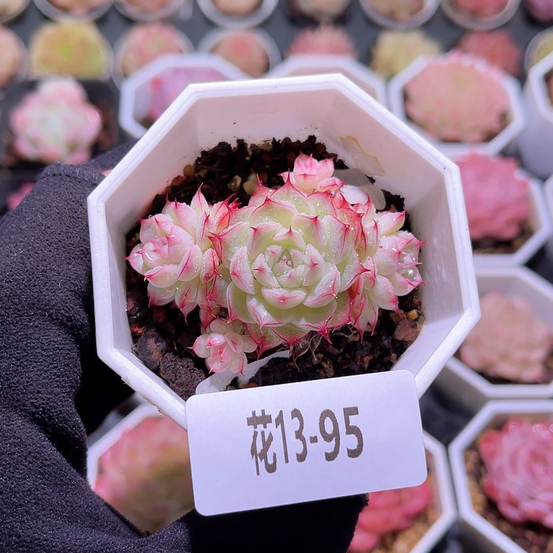 花利美13-95海王群