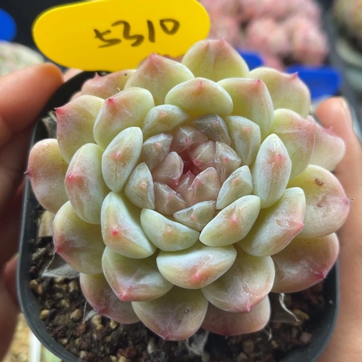 糖心冰魄大单头5310