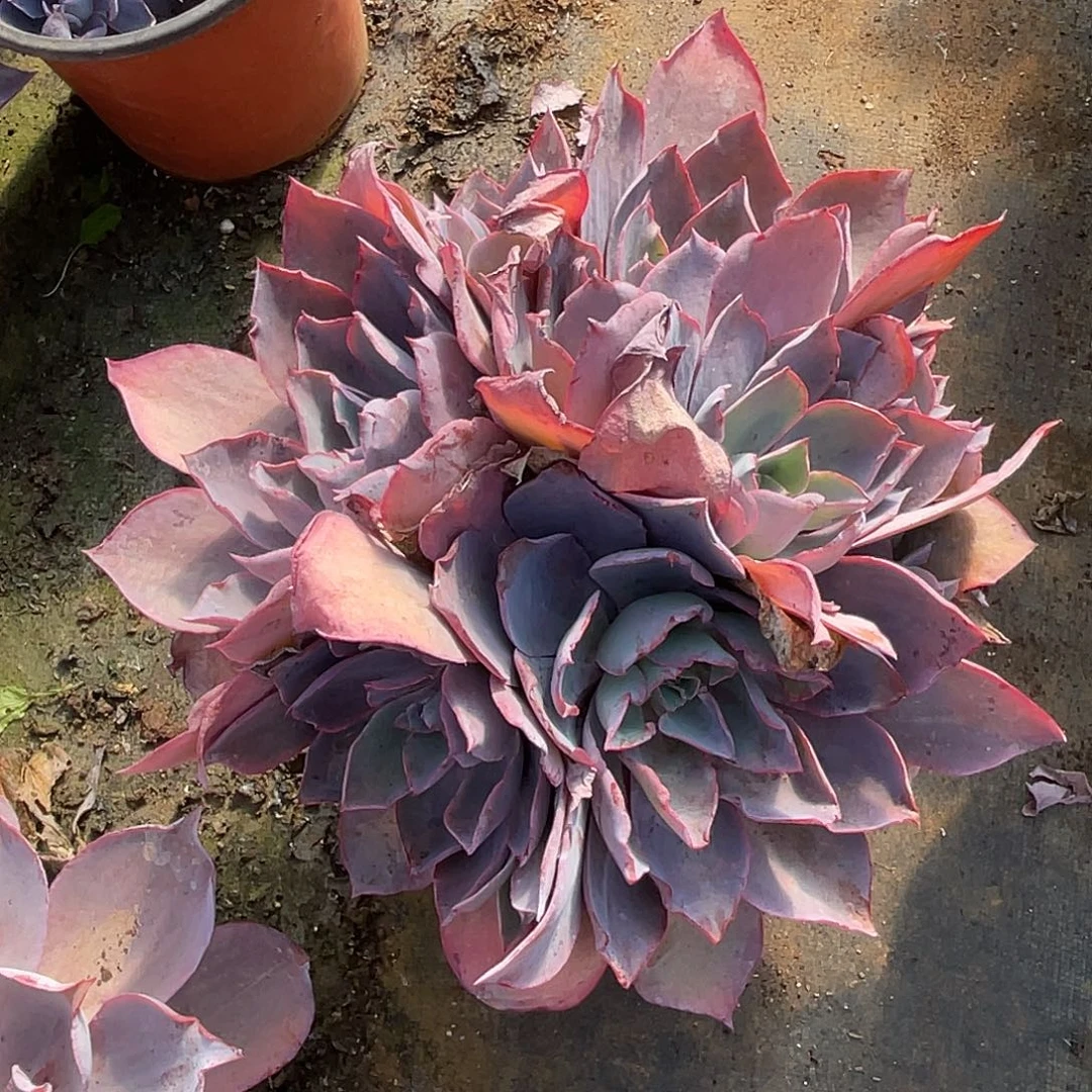 晚霞多头多肉29.8群生