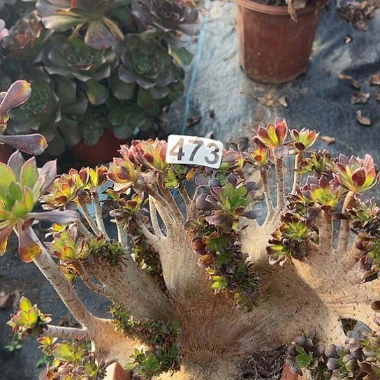 小***喜多肉植物一个黑法有伤