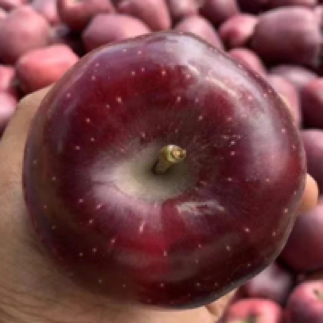 甘肃花牛苹果毛重5公斤