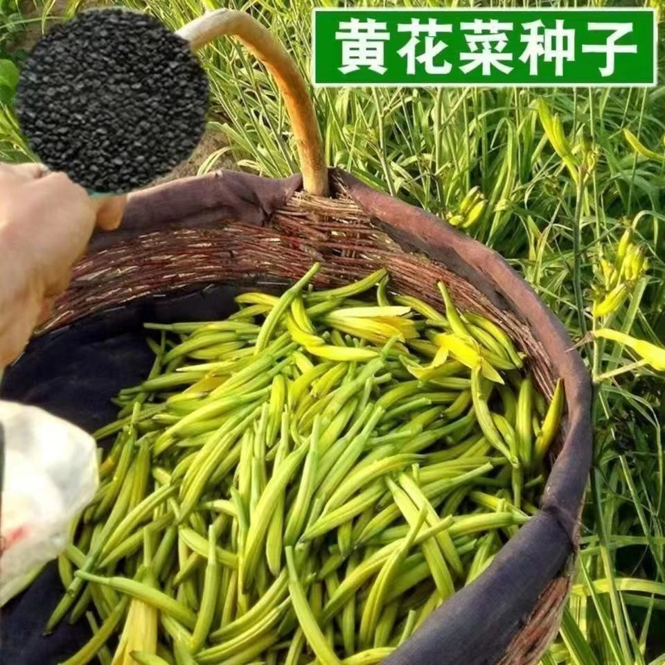 【黄花菜种子】种野菜种子秋冬四季补脑菜安神菜蔬菜种籽