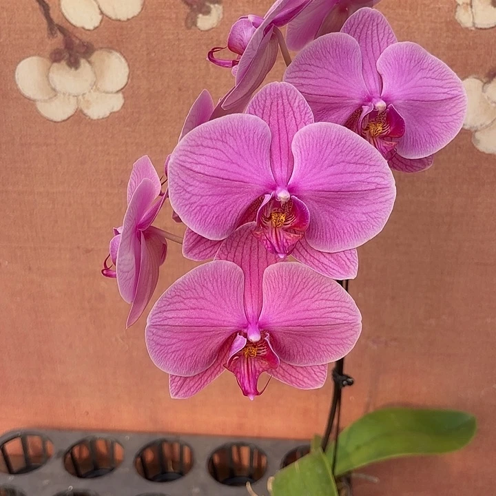 …***…完全开放036蝴蝶兰实生