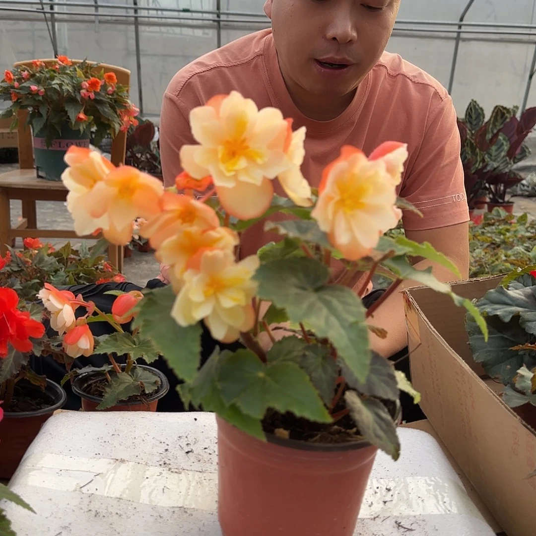 130白桃，掉花折叶正常介意勿拍