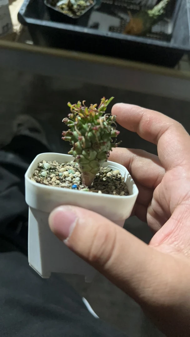 多肉植物 多肉植物