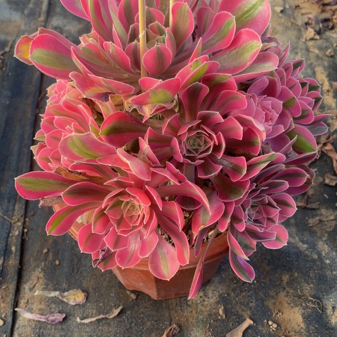 丁**学221女巫11111多肉