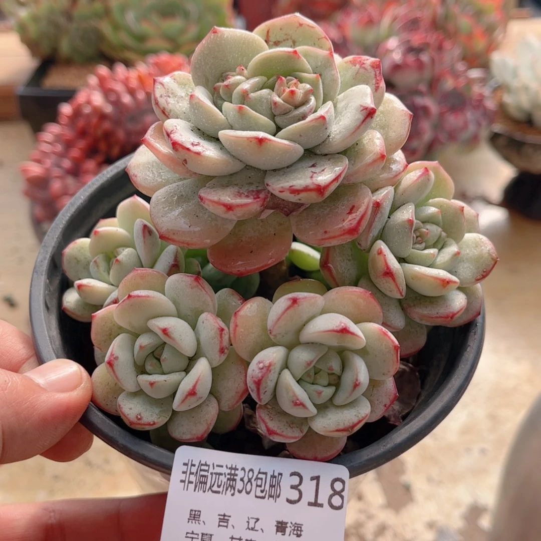 318香草德华多肉