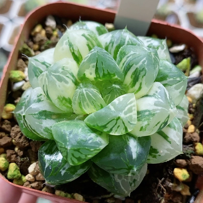 【闪购商品】76玛琳