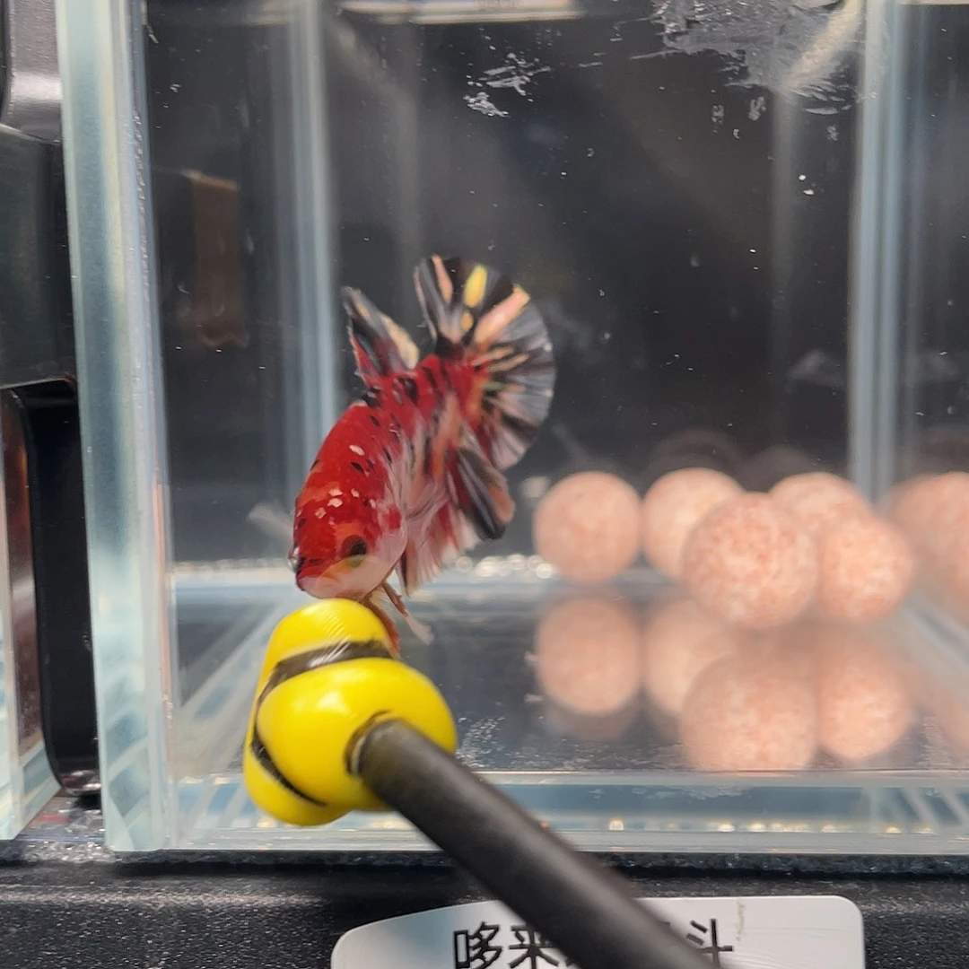 斗鱼12.25 将军 022