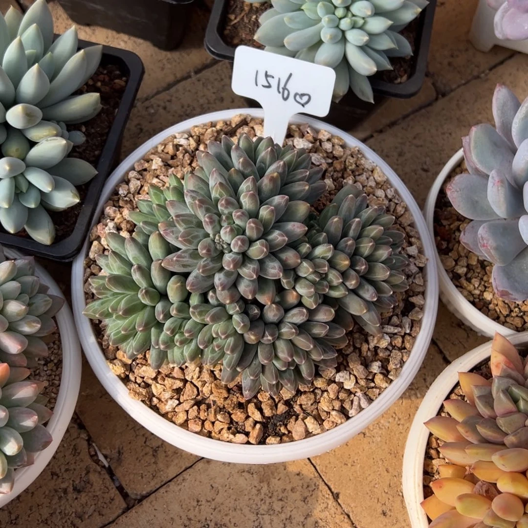 1516。   伊卡鲁斯。