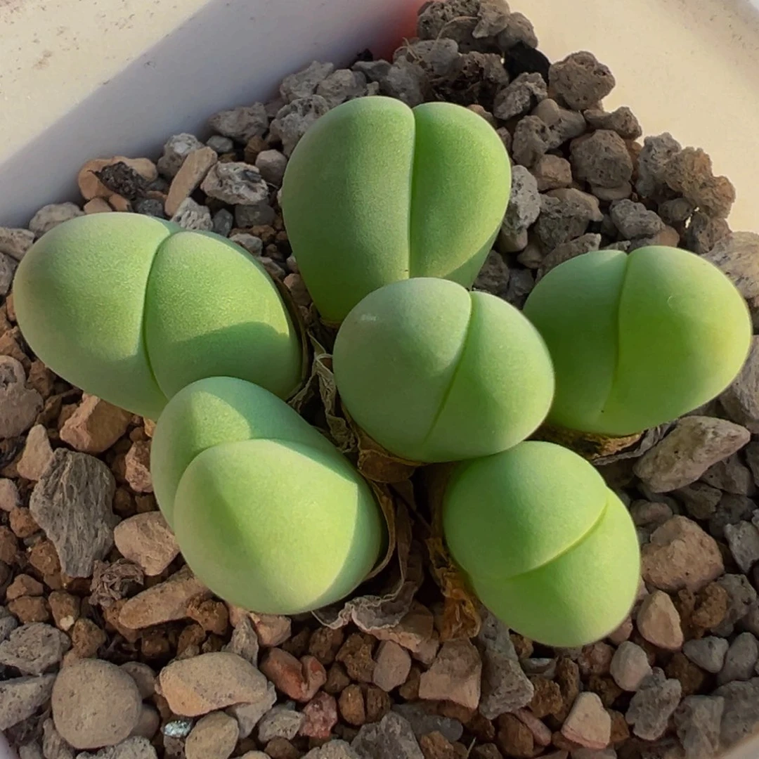 粉拳头多肉植物带盆