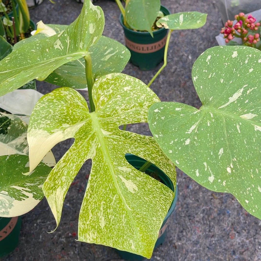 完全开放猪*妹一物一拍洒金个体