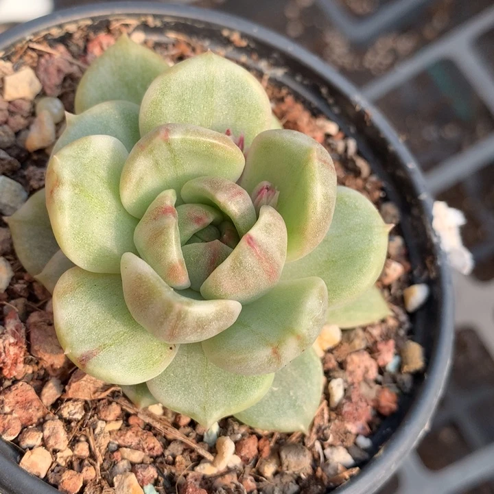 黑水晶锦多肉植物