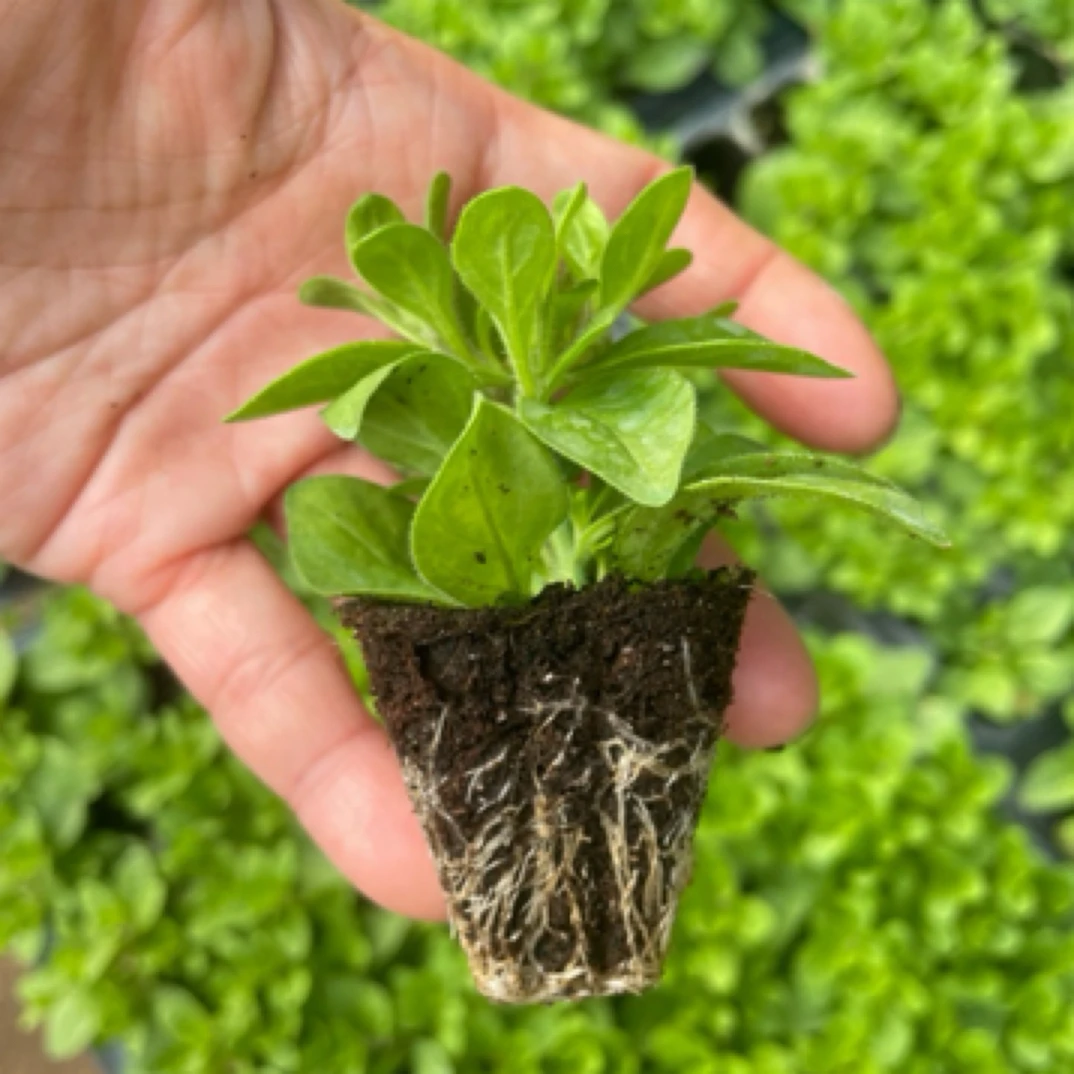 重瓣矮牵牛牙签小苗6个不同品种发货不带花