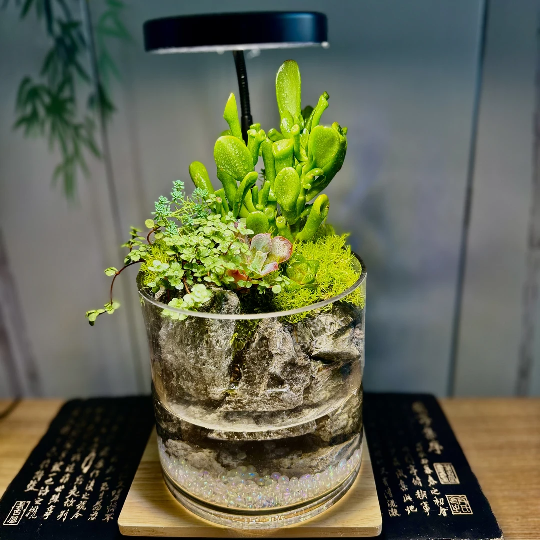 揽山「来财」桌面微景观桌面摆件聚宝盆节日送礼