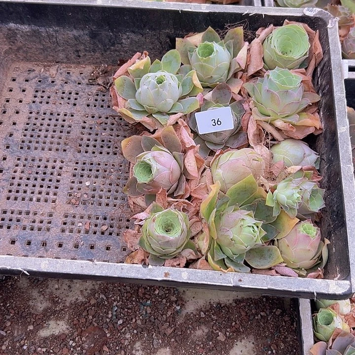 山地玫瑰多肉植物36