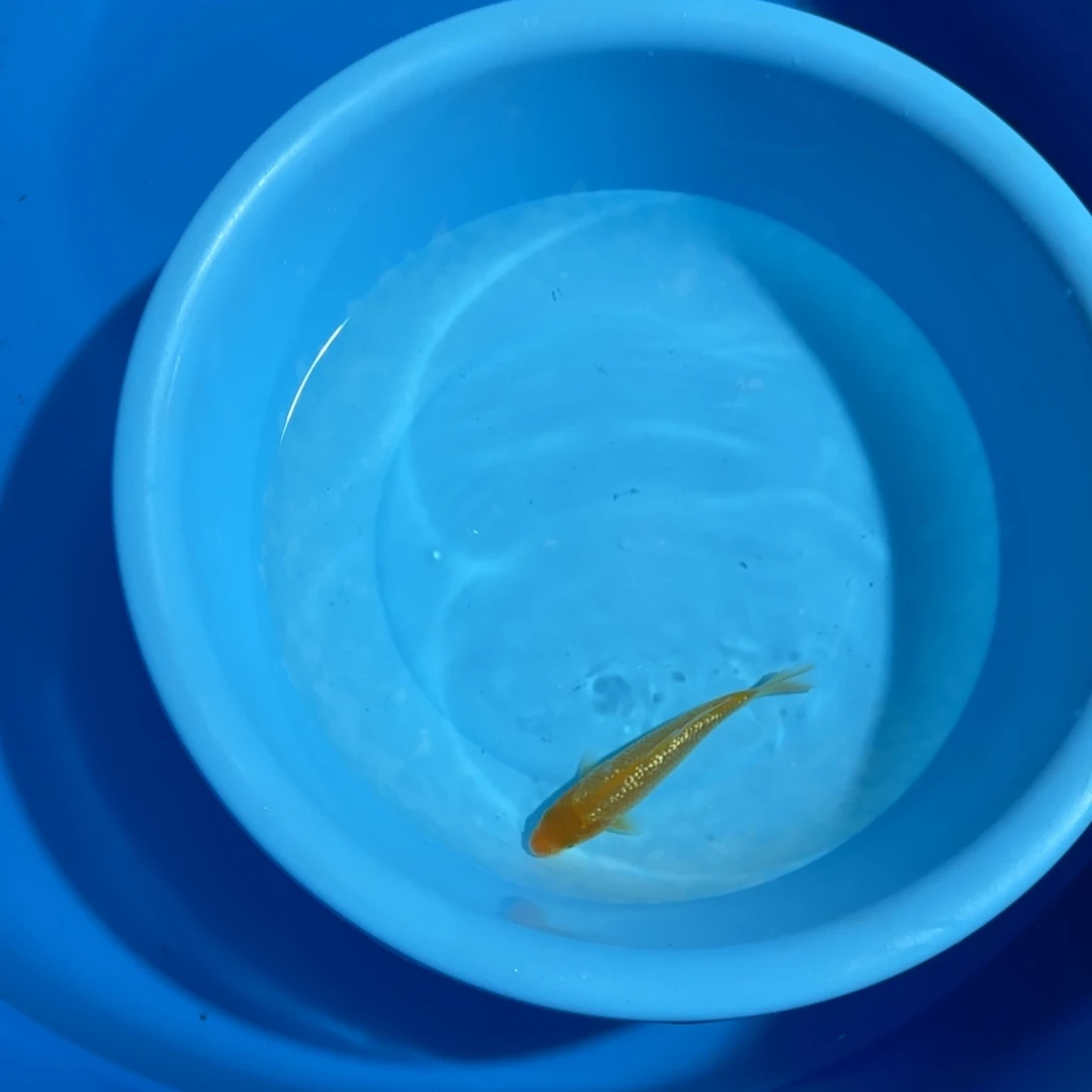 用***8海水鱼大日银鳞黄猿