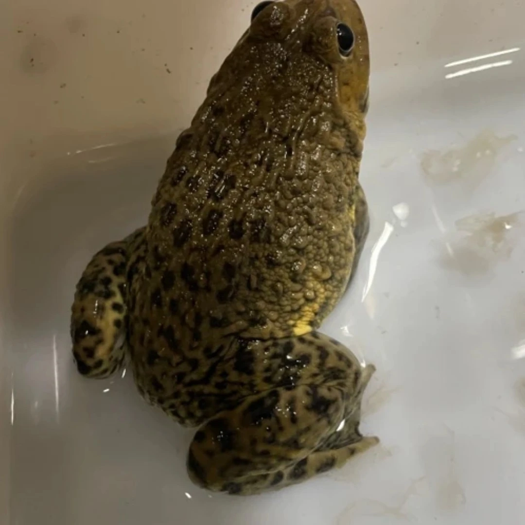 3斤精品大蛙7-9只仿野散养稻田蛙鲜活田鸡公母现捉现发产地直销