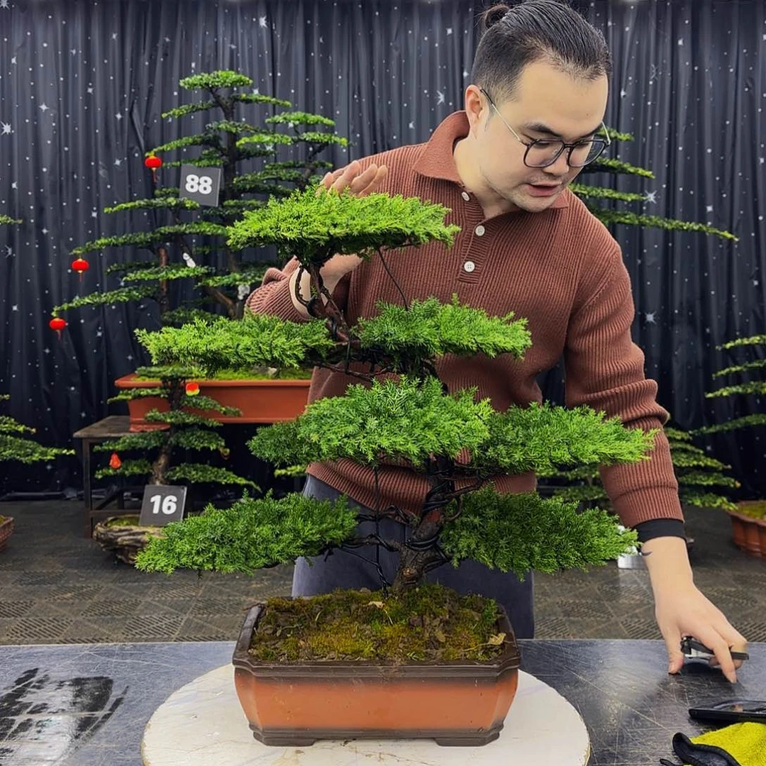 松树柏树造型盆景