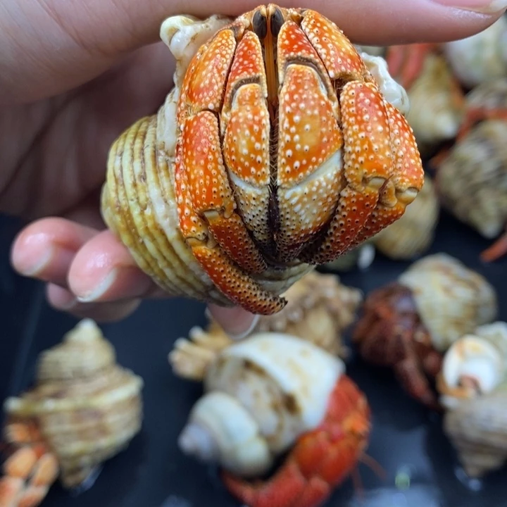 3.5口毛里求斯草莓