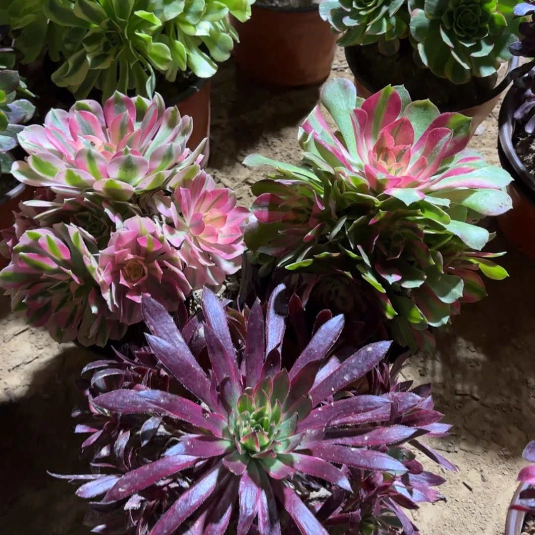 粉女巫香妃惊鸿仙子19.8