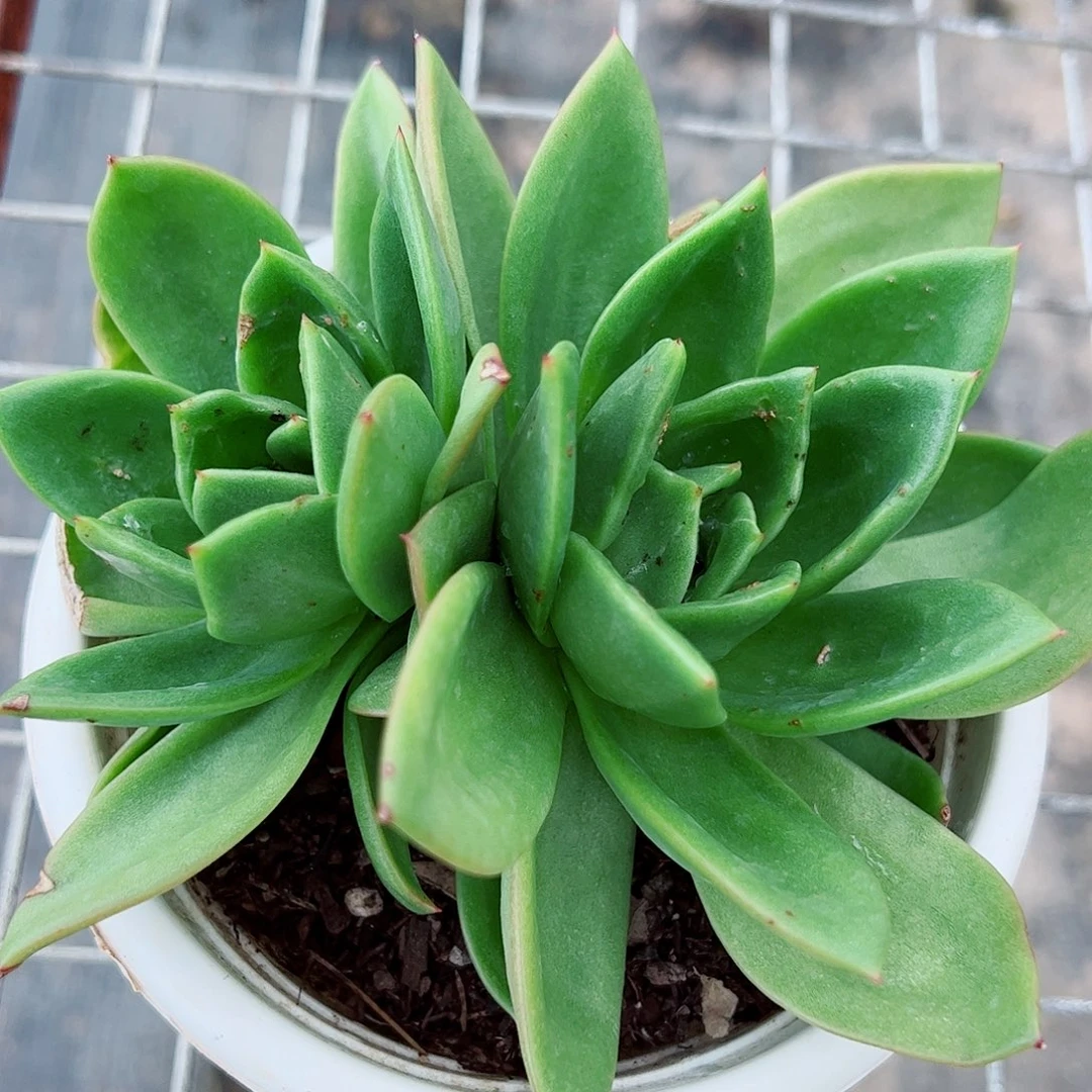 翠花 双头起发 多肉植物