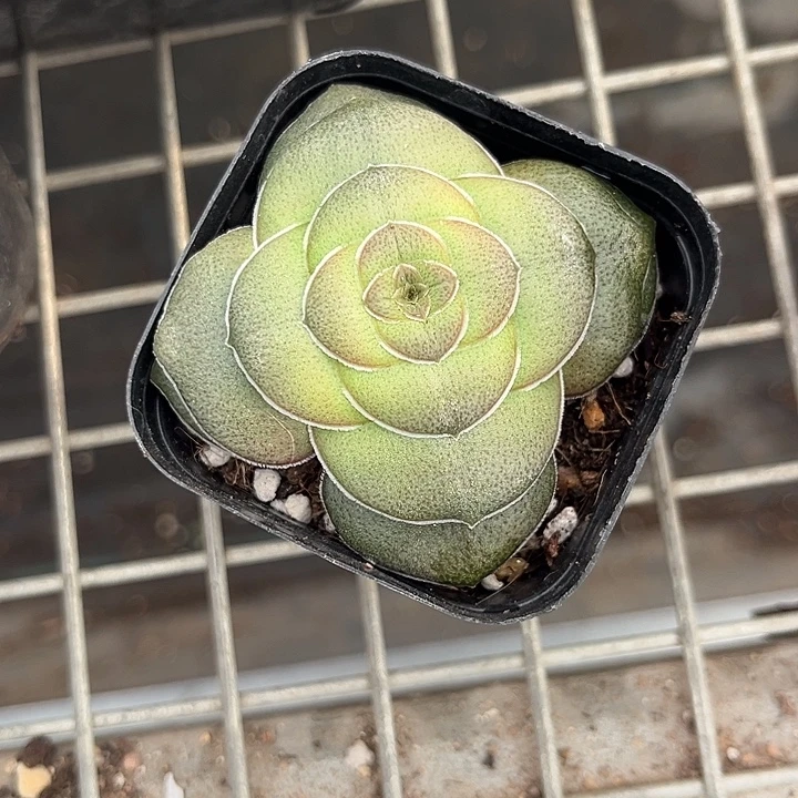 我也不知道我为什么要这样