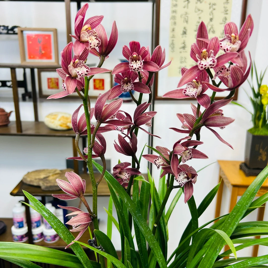 墨兰红贵妃兰花苗带方盆种好6-8株苗发货6-12月花期