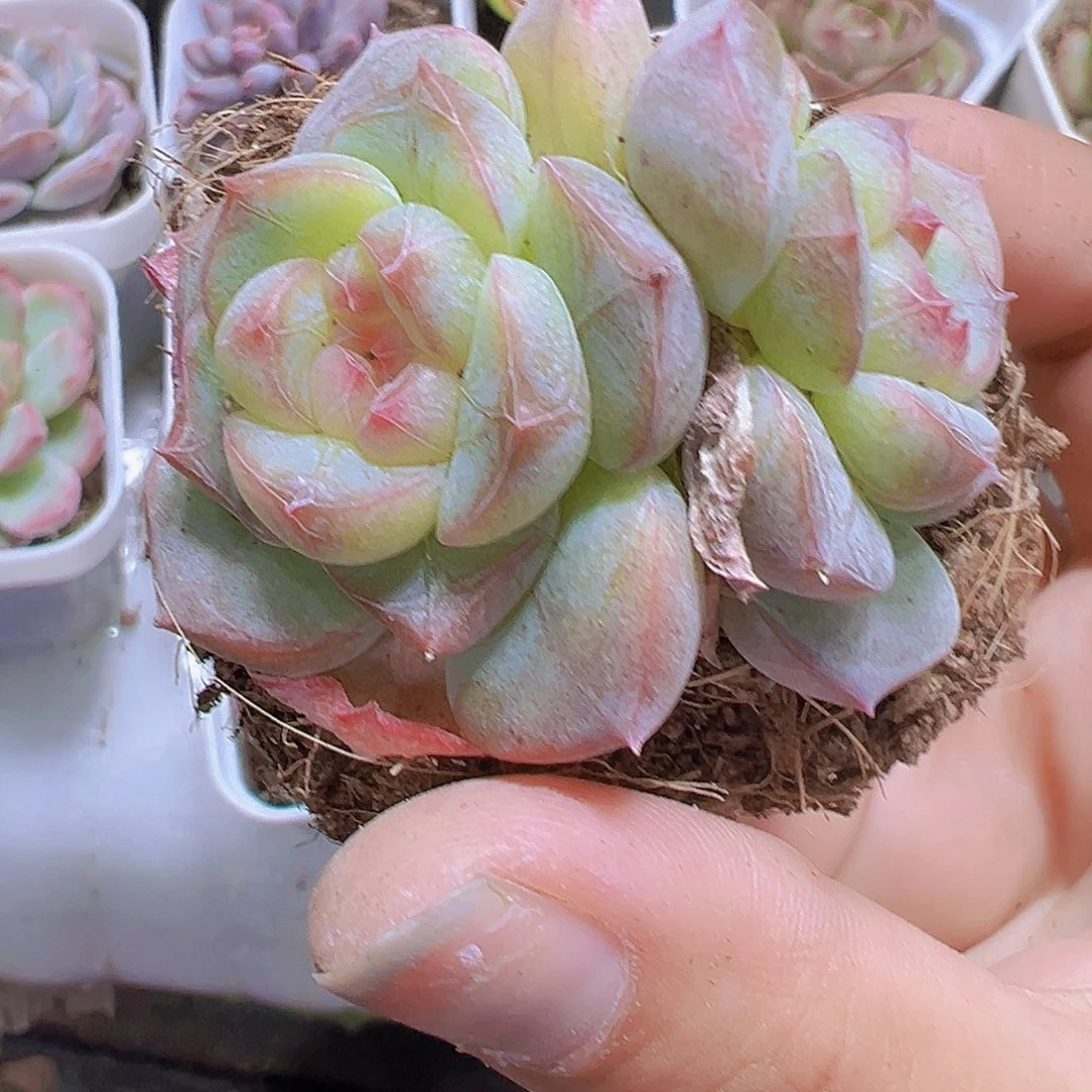 双头纹星珍妮19包邮多肉植物