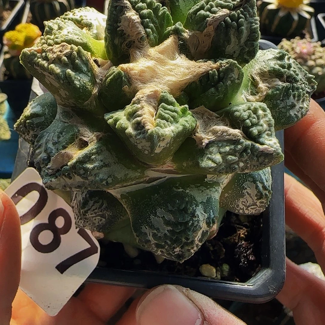 龟甲087仙人球开花