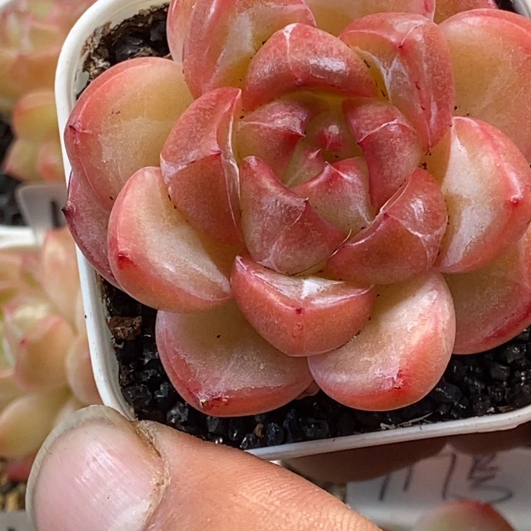 他刚才给百无禁忌