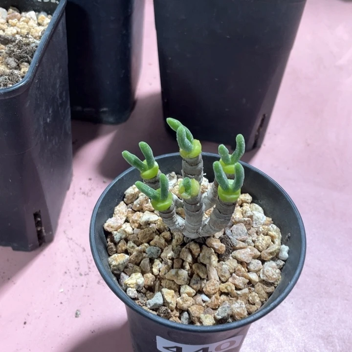 种**尚440碧光环兔子老桩