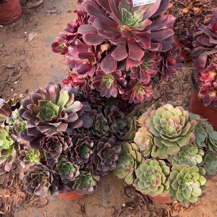 组合3颗多肉植物672.